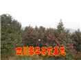 茶花|四川宜宾茶花|茶花苗圃|茶花种植基地 