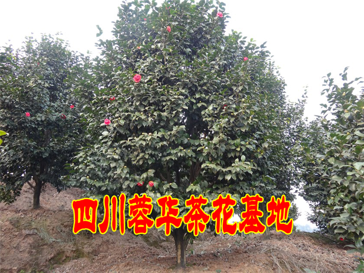 茶花&四川茶花出售&四川茶花苗圃&宜宾茶花 