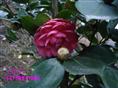 四川茶花、宜宾茶花13778911891