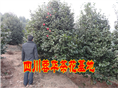 四川宜宾茶花、宜宾的茶花**、茶花种植基地 