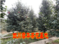 四川茶花基地&2013年茶花报价&大茶花&茶花销售 