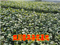 茶花 