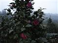 四川茶花、宜宾茶花13778911891