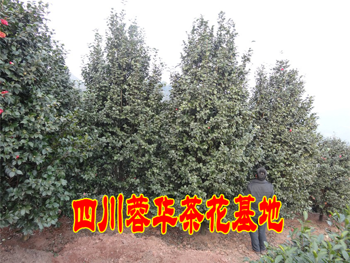 四川宜宾茶花、宜宾茶花、四川茶花基地、四川茶花 