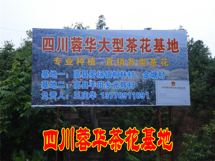 茶花28 