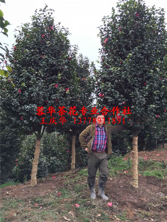 特色大茶花电话