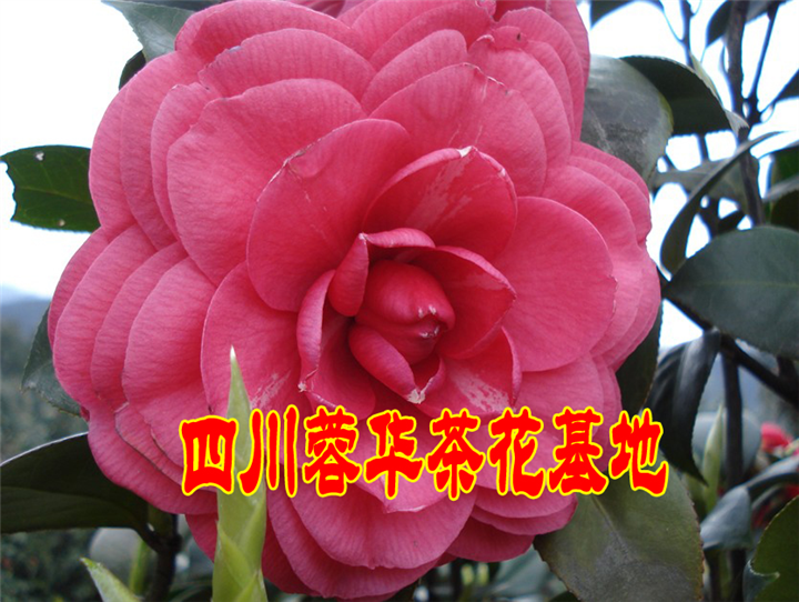 茶花6 