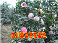 茶花8 