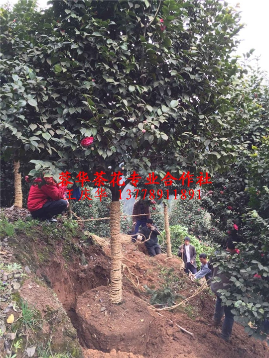 名贵大茶花@@特色大茶花
