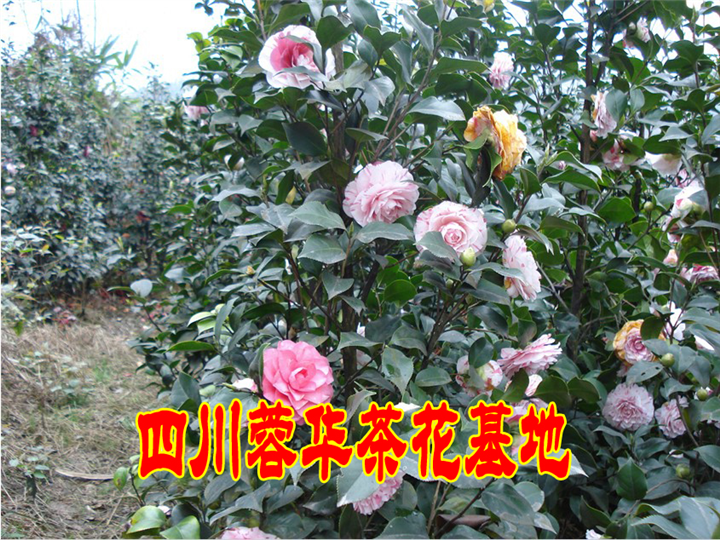 茶花8 