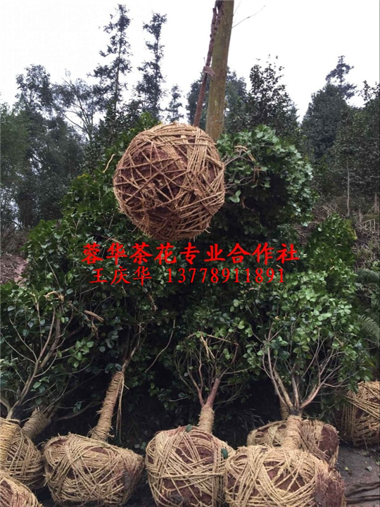 四川大茶花基地