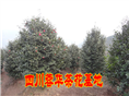 茶花23 
