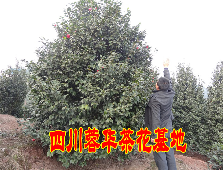茶花20 