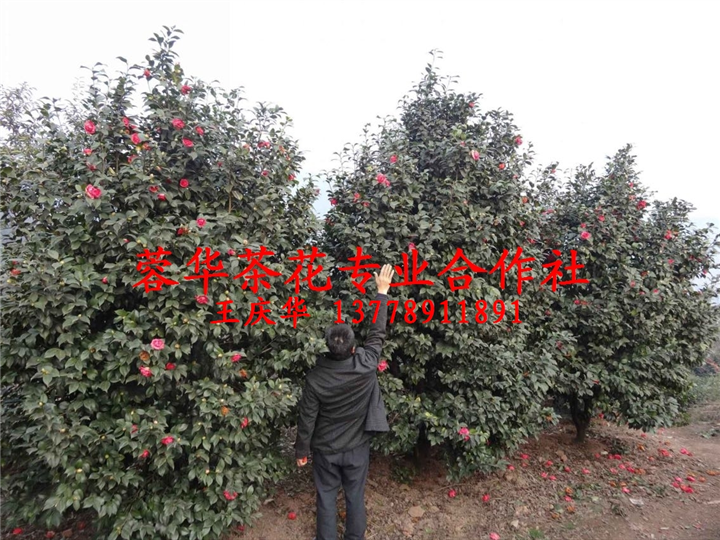 四川宜宾大茶花