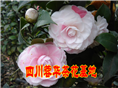 茶花7 