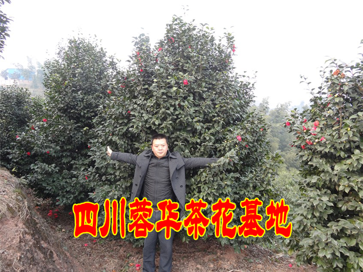 茶花17 