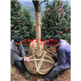 特色大茶花基地