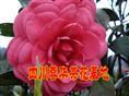 精品大茶花|精品大茶花苗木|精品大茶花图片|精品大茶花报价|四川精品大茶花 