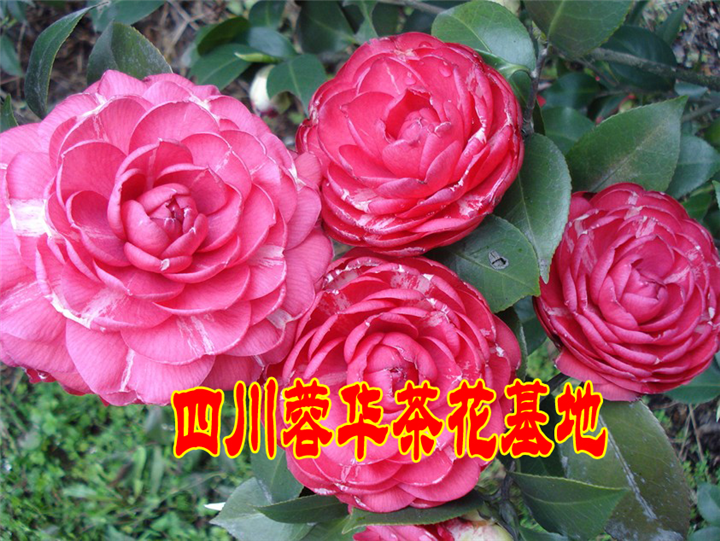 茶花4 