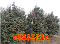 茶花26 