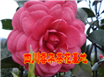茶花6 
