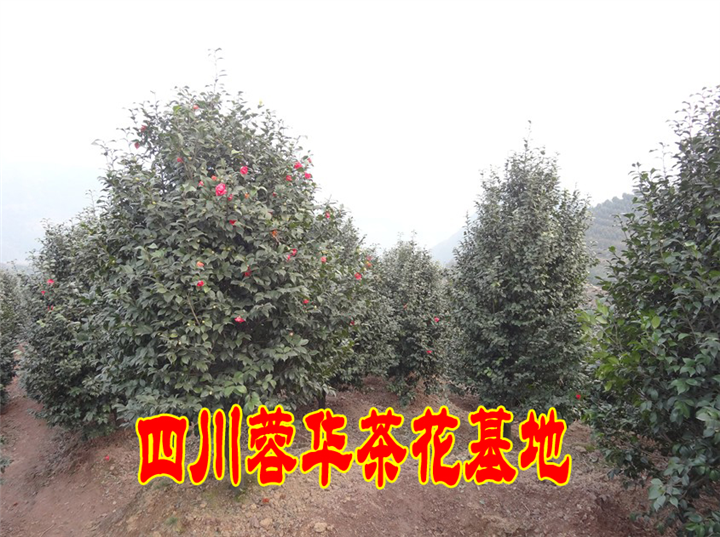 茶花23 