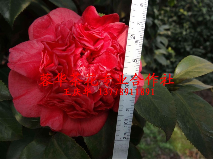 四川大茶花价格