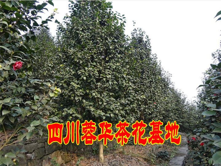 茶花13 