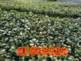 名贵大茶花|四川名贵大茶花|名贵大茶花价格|名贵大茶花图片展示 