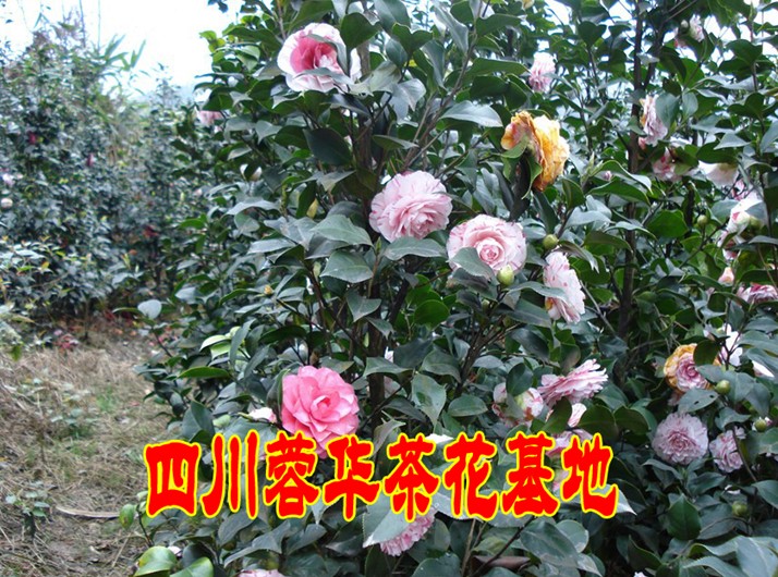 宜宾大茶花|宜宾大茶花基地|大茶花|出售宜宾大茶花 