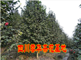 茶花13 