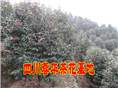 茶花19 