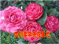茶花4 