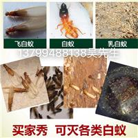 石狮白蚁防疫站
