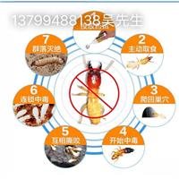 石狮白蚁公司