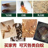 石狮白蚁哪一家好