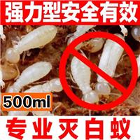 石狮抓白蚁