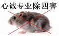 常熟哪里有灭鼠公司 
