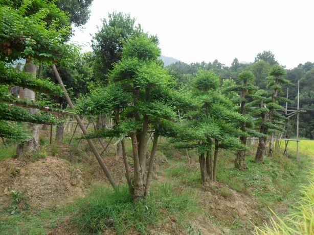 榆树/河北榆树/沧州榆树4