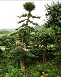 榆树/河北榆树/沧州榆树3