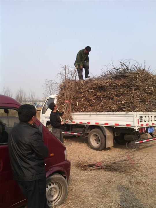 沧州枣树苗—沧州枣树苗基地