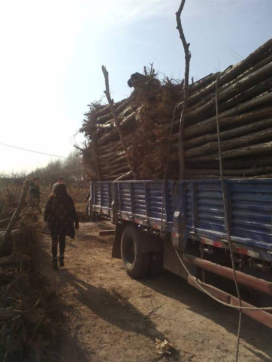 沧州榆树—沧州榆树供应商—沧州榆树基地 