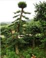 榆树/河北榆树/沧州榆树3