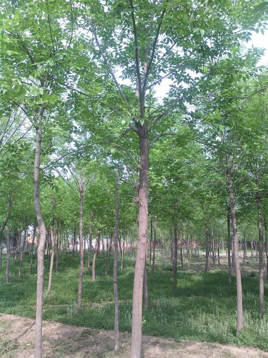 沧州古枣树—沧州古枣树基地—沧州白蜡