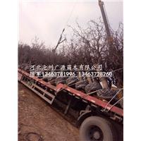 沧州盘龙枣树/**的沧州盘龙枣树 