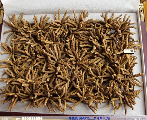 梅州冬虫夏草回收-0梅州回收冬虫夏草 