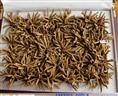 梅州冬虫夏草回收-0梅州回收冬虫夏草 