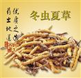 惠州虫草高价回收 