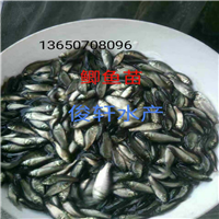 惠州鲫鱼苗、东莞鲫鱼苗、广东鱼苗价格