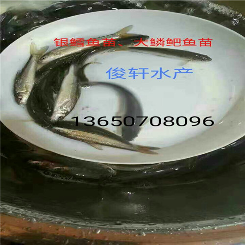 广州银鳕鱼苗、佛山银鳕鱼苗、广东鱼苗